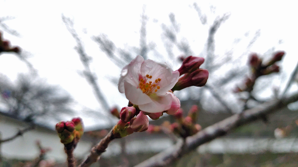3月19日（日）大洲城の桜が咲き始めました