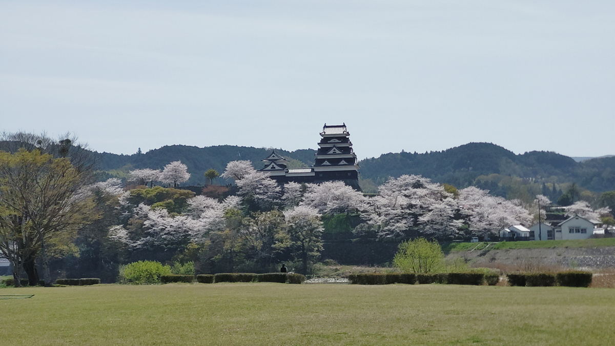 4月6日（木）大洲城の桜について